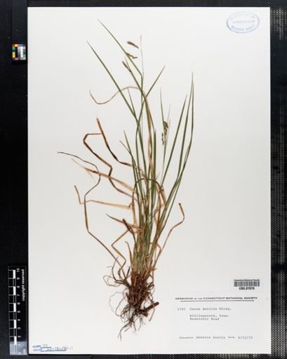 Carex debilis