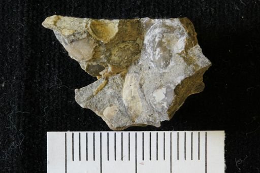 Mollusca