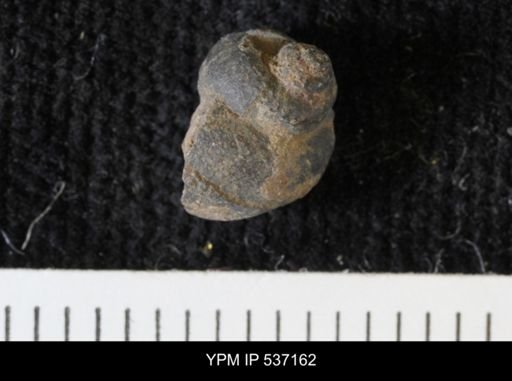 Viviparus montanaensis