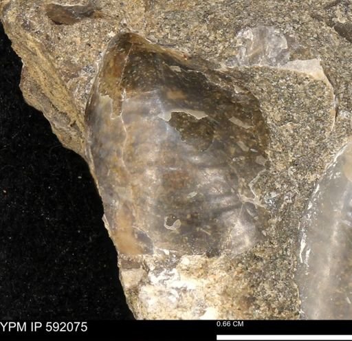 undet. Bivalvia