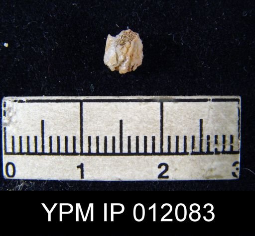 Hustedia meekana