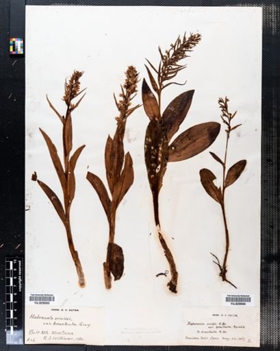 Habenaria