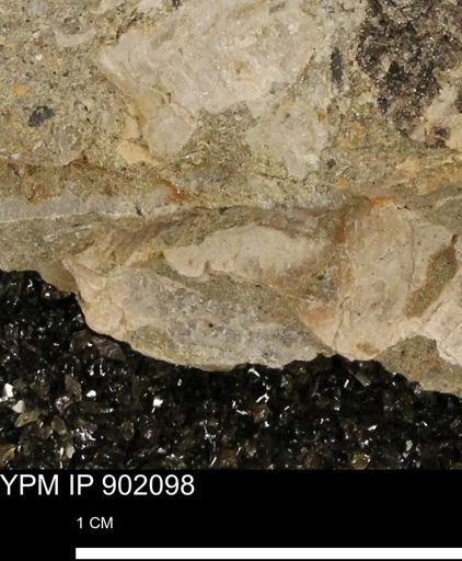 undet. Inoceramidae