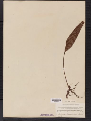Polypodium