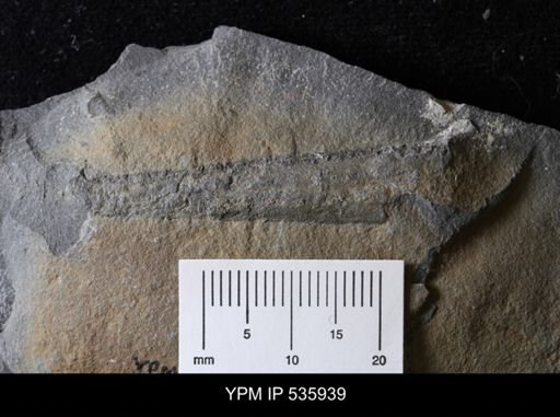 Eurypterus pittsfordensis
