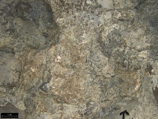 Aplocoma damesii
