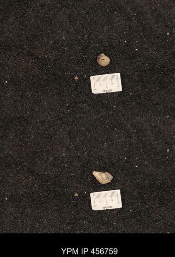 undet. Gastropoda