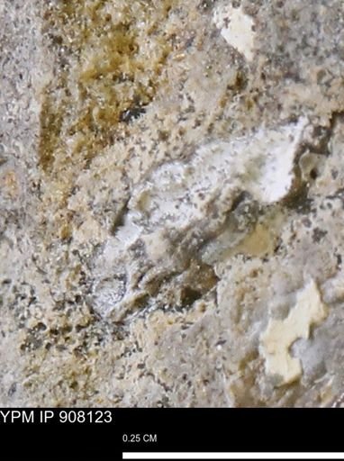 undet. Mollusca