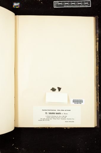 Schizothrix lacustris