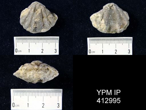 Eospirifer sp.