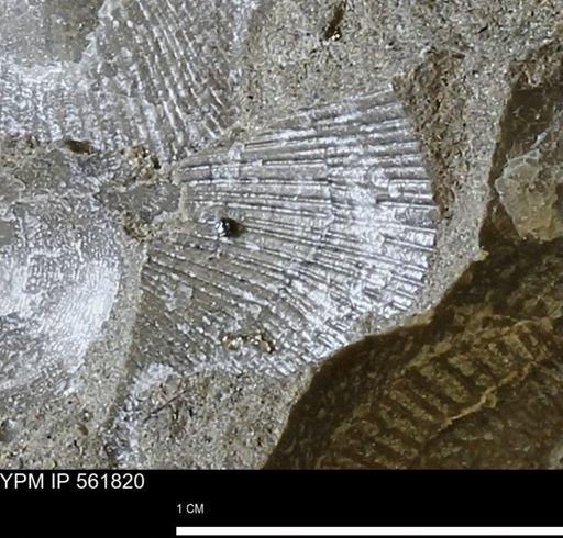 Oxytoma (Hypoxytoma) nebrascana