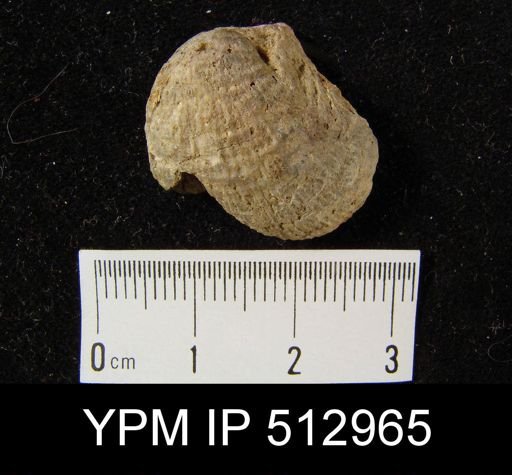 Dictyoclostus sp.
