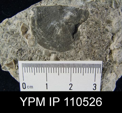 Strophomena radiireticulata