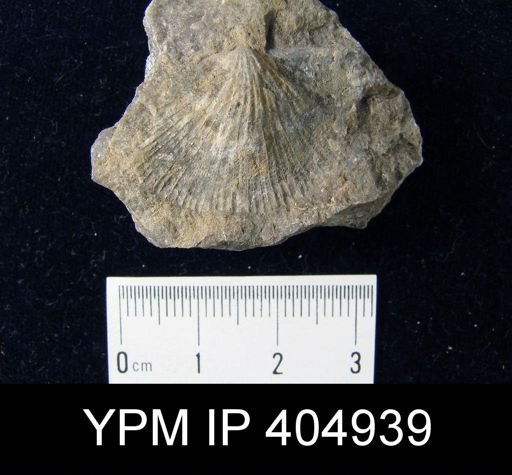 Protodouvillina?