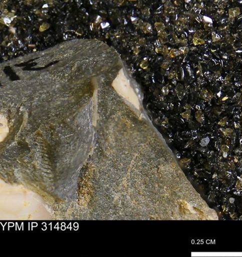 undet. Mollusca