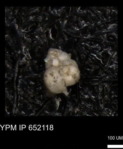 undet. Foraminiferida