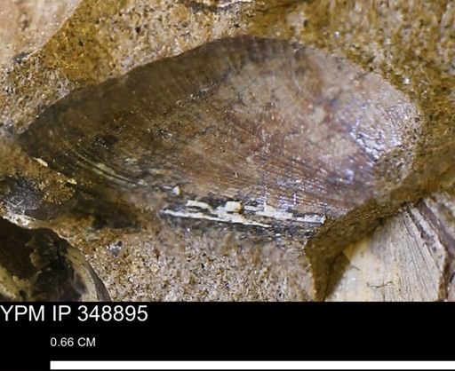 Limopsis striatopunctatus