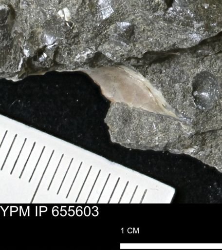 undet. Bivalvia