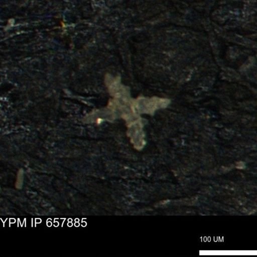 undet. Porifera