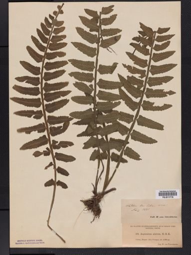 Asplenium
