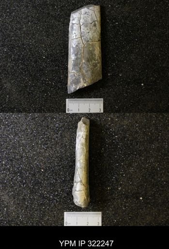 Baculites sp.