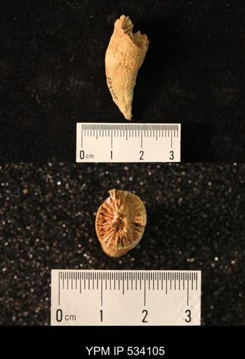 undet. Rugosa