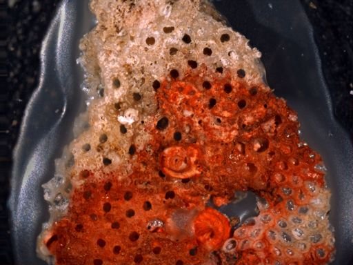 Cigclisula