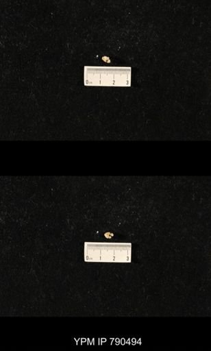 taxon undetermined