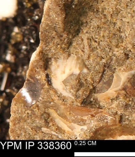 undet. Mollusca