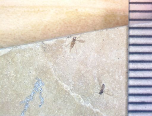 undet. Diptera