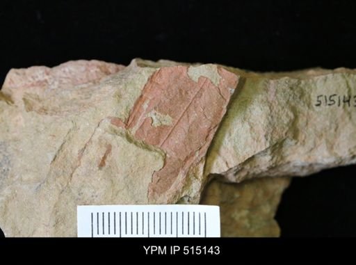 Archaeoconularia?