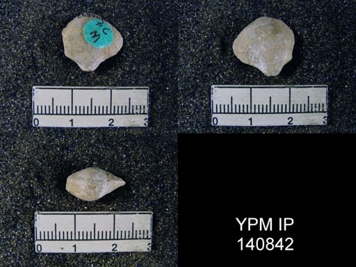 Athyris sp.