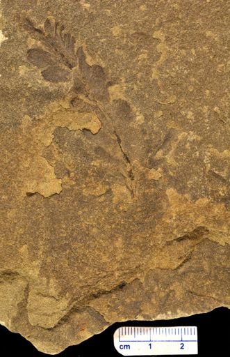 Archaeopteris?