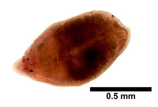 Plagiostomum whitmani