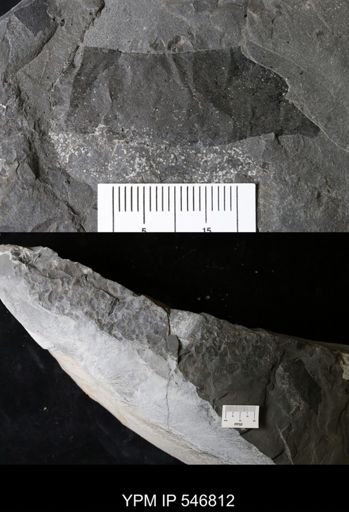 undet. Eurypterida