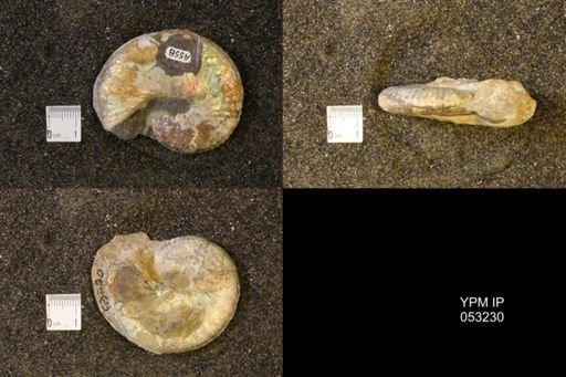 Discoscaphites conradi