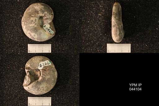 Hoploscaphites nicolletii