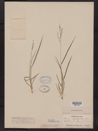 Panicum depauperatum