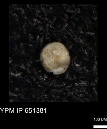 undet. Foraminiferida