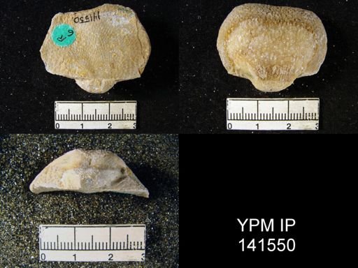 Productus (Waagenoconcha) abichi