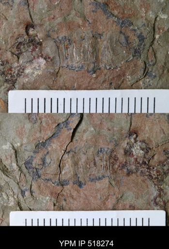 Thelxiope sp.