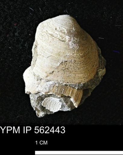 Limopsis striatopunctatus