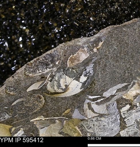Protocardia sp.