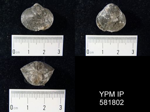 Gypidula sp.