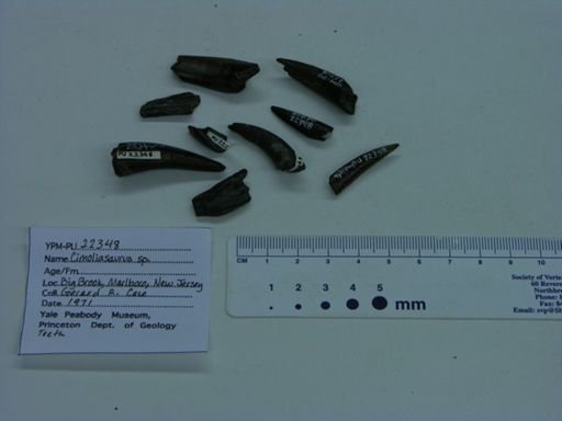 Cimoliasaurus sp.