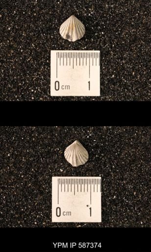 Camarotoechia whitei