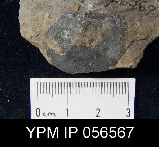 Stropheodonta planulata