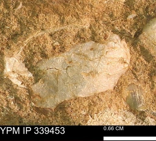 undet. Mollusca