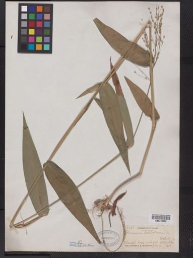 Panicum latifolium