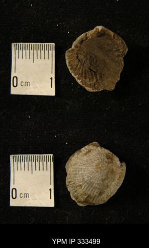 Zaphrentis sp.